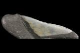 Giant, Fossil Megalodon Tooth Paper Weight #130860-1
